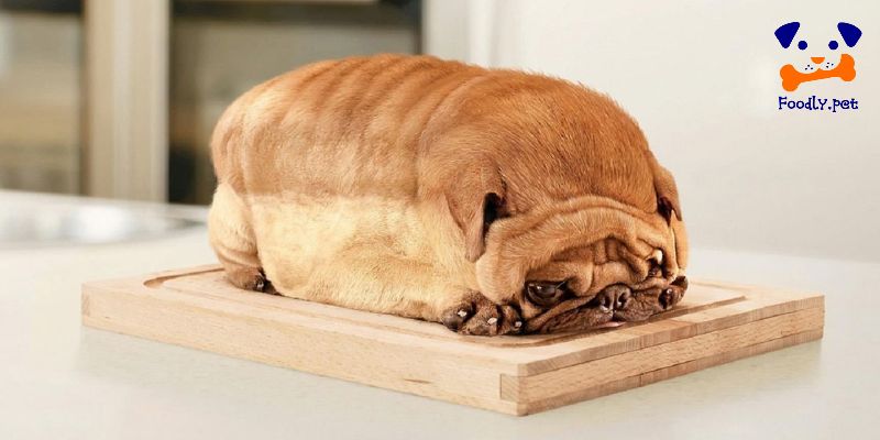 آیا نان برای سگ خوب است