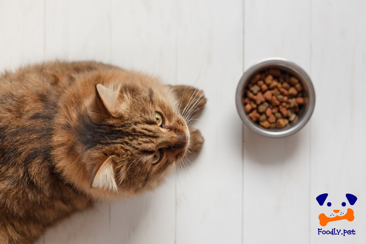 علت نخوردن غذای خشک گربه