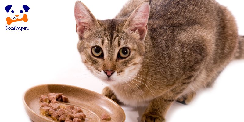 چرا گربه غذای خشک نمیخوره