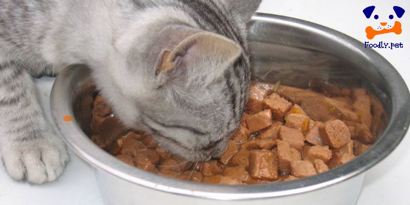 غذای کنسروی گربه