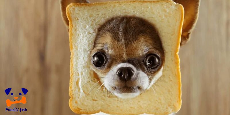 نان تست برای سگ