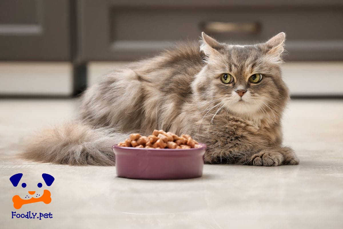 غذای گربه چیست