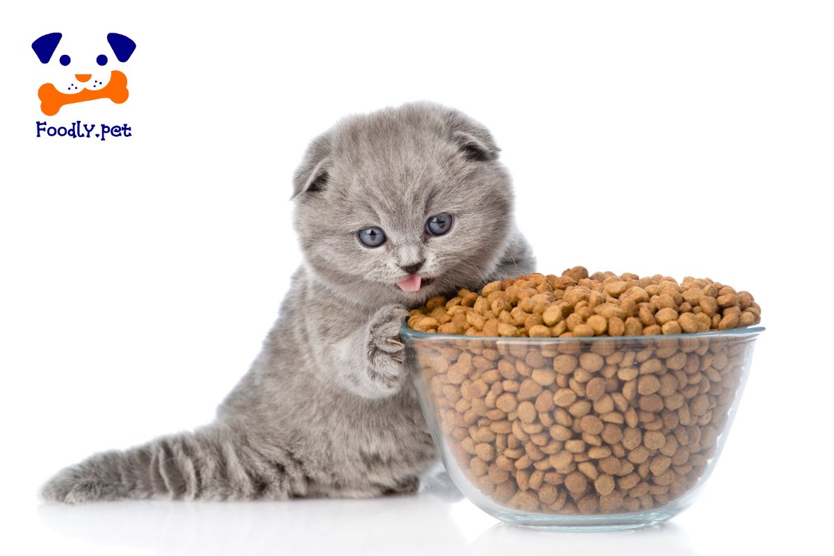 غذای خشک گربه چیست