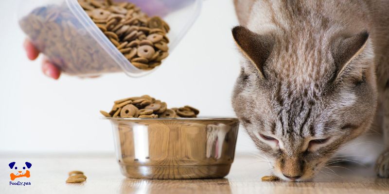 طریقه مصرف غذای خشک گربه