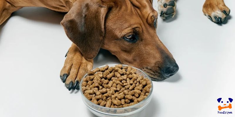 استرس سگ دلیل غذا نخورن