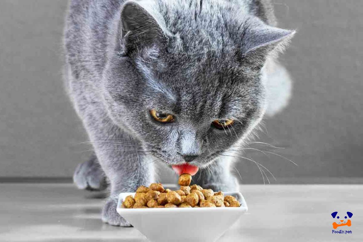 بهترین غذای گربه بریتیش