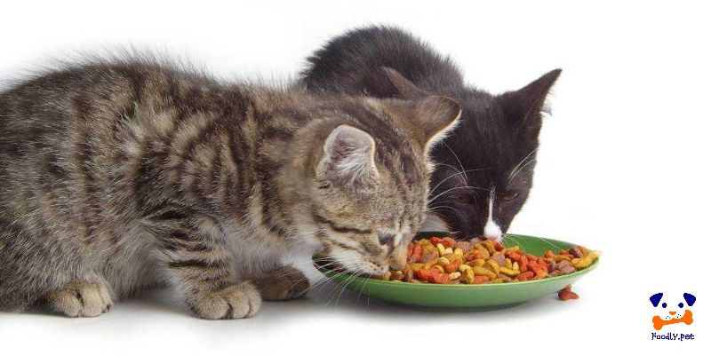 آیا غذای خشک گربه ایرانی سالم است
