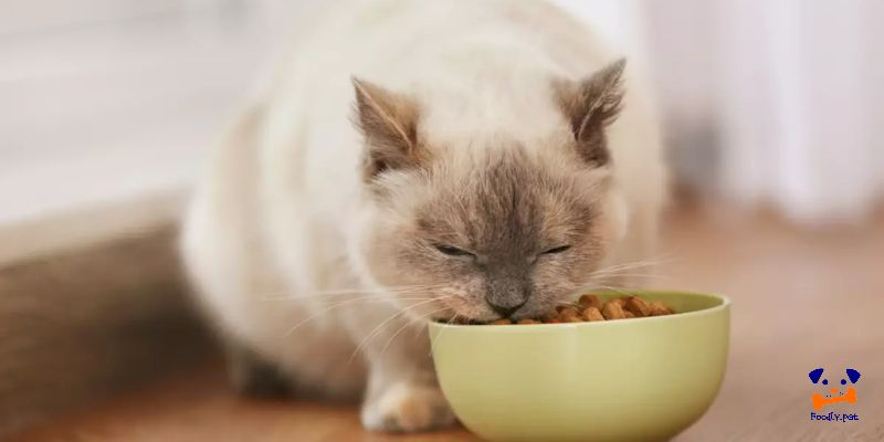 غذای خشک برای گربه‌ها