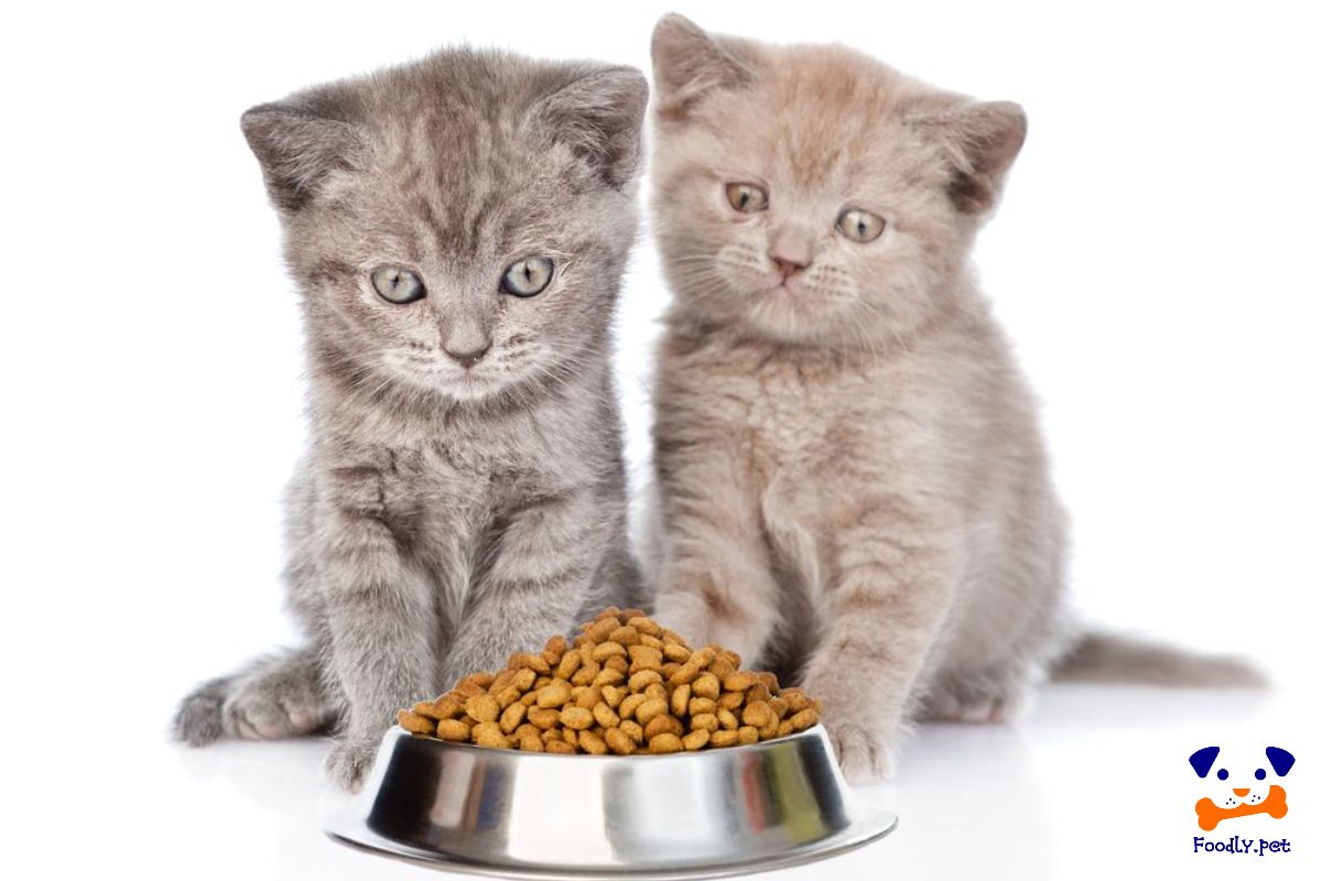 تفاوت غذای خشک بچه گربه با گربه بالغ