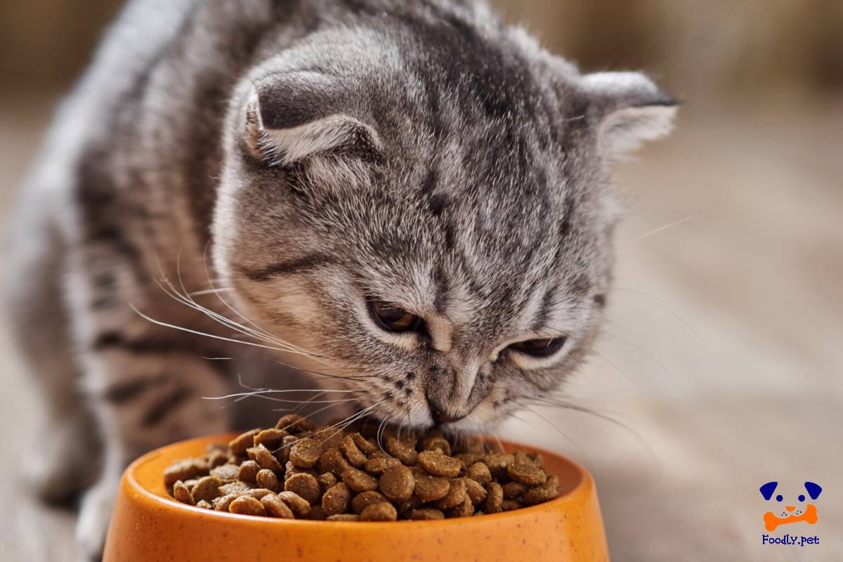 نحوه دادن غذای خشک به گربه