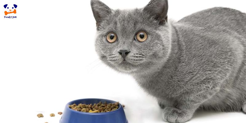 غذای گربه بریتیش چیست