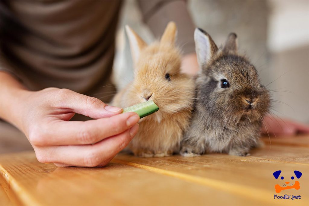تغذیه بچه خرگوش بدون مادر