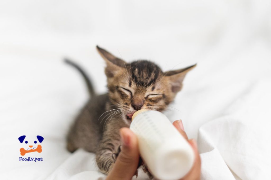 بهترین شیر خشک گربه