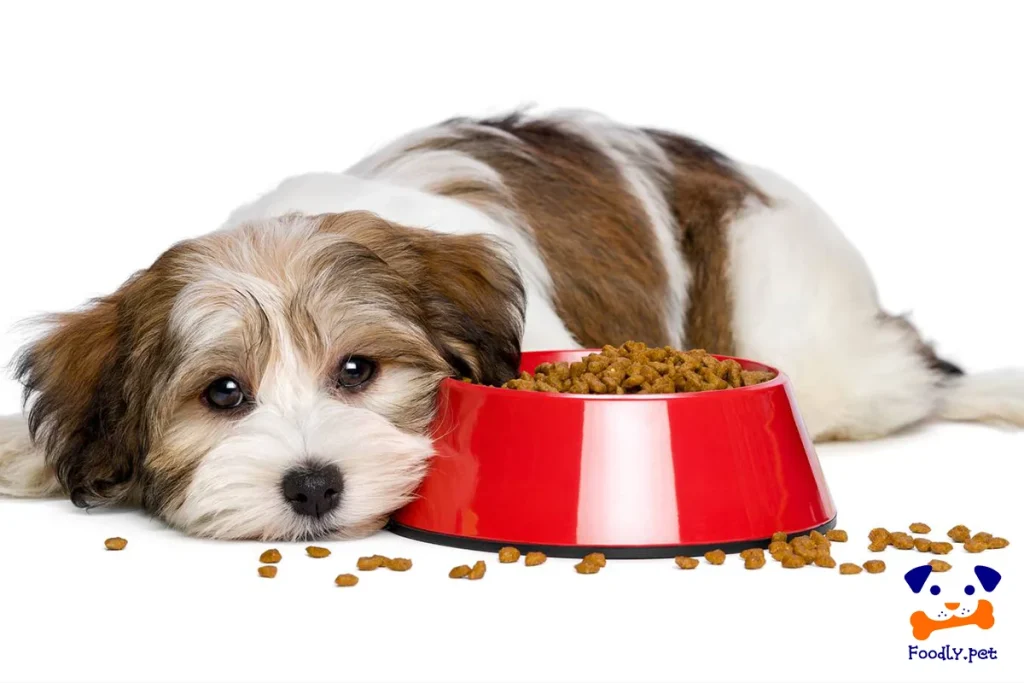 بهترین غذای سگ بد غذا چیست؟