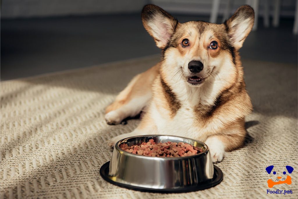 تغذیه سگ‌های دارای آلرژی