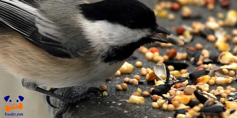 Benefits of incentive food for birds