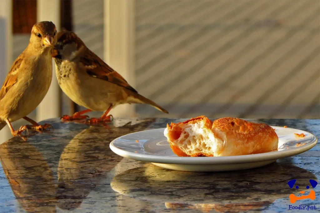 غذای تشویقی پرندگان