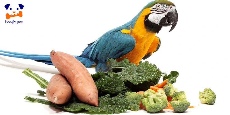 بهترین غذاهای تشویقی پرندگان