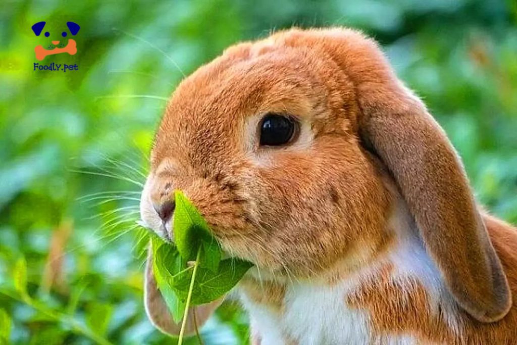 بهترین غذای خرگوش جرسی