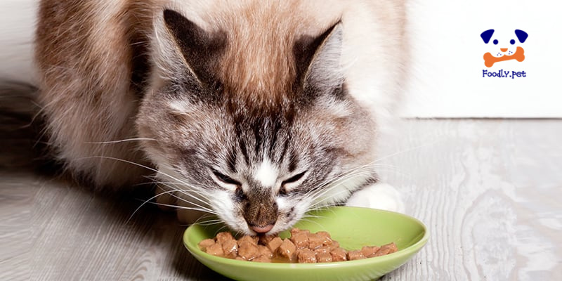 بهترین نوع غذا برای گربه ها